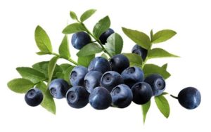 Manfaat Bilberry untuk Kesehatan