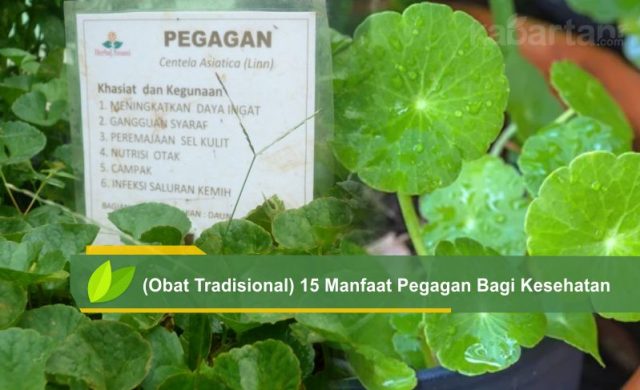 Manfaat daun pegagan yang berlimpah